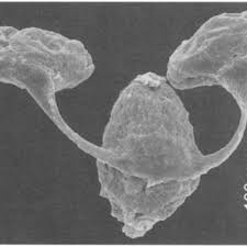 Image result for Secamone dewevrei