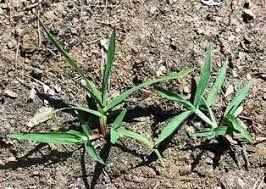 Image result for Digitaria nuda