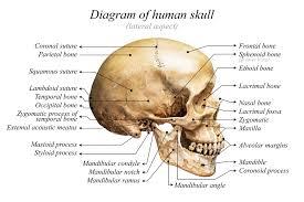 Details About Human Skull Diagram Anatomy Educational Chart Poster 18x12 Inch