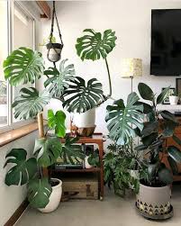 Monstera Deliciosa Tropical Plants Girlfriend Is Better Bathroom Plants Plants Indoor Tropical Plants