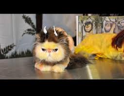 Learn about brushing your cat's hair, removing mats, bathing your cat, clipping your cat's nails, and cleaning your. Pin On Humor