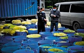 Đột kích lúc 4 giờ sáng: Bắt quả tang 'trại giá đỗ độc' thu giữ 2,5 tấn ...