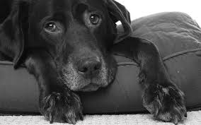 More dog lymphoma symptoms include polyuria and lethargy. Signs Your Dog Has Cancer Read More At Aurelius Biotherapeutics