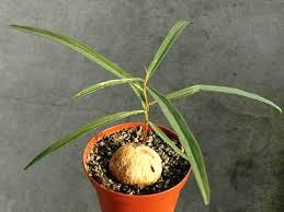 Image result for Ipomoea welwitschii