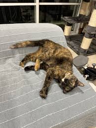 ねころぐ - ライブドアブログ