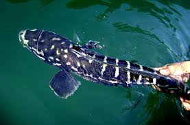 But are being found in some states and may be damaging to native fish species. 13 Toman Giant Snakehead Ideas Snakehead Fish Aquarium Fish Freshwater Fish