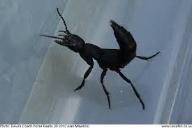 Hi jon, the osu insect id clinic did indeed identify your insect as a devil's coach horse beetle. Devil S Coach Horse Beetles Staphylinus Olens Uk Safari