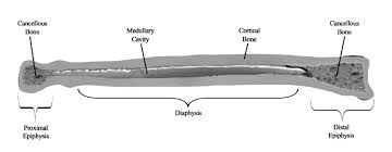 This is a short tutorial using blender 2.8 that shows how to create a bone cross section and using images to create the textures. Schematic Cross Section Illustrating Some Of The Macroscopic Components Download Scientific Diagram