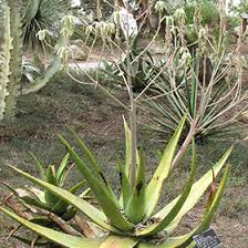 Image result for Aloe wollastonii