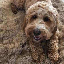 The Cockapoo Is It The Right Dog For You K9 Web