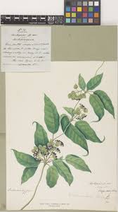 Image result for Asclepias buchwaldii