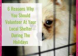 There are animal shelter volunteer opportunities at helen woodward animal center. 6 Reasons Why You Should Volunteer At Your Local Shelter During The Holidays Peaceful Paws Pet Care