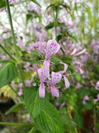Image result for Hypoestes aristata