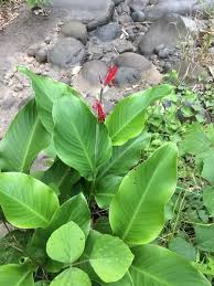 Image result for Cannaceae