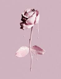 Typo Meyepoetryinmotion Xoxo Rose Wallpaper Flower Wallpaper Beautiful Wallpapers