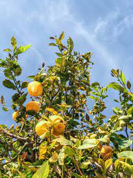Learn when to prune a fruit tree. 100 000 Best Lemon Tree Photos 100 Free Download Pexels Stock Photos
