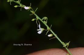 Image result for Pseudarthria