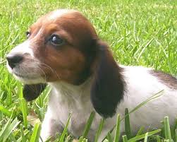 Black And Tan Dapple Longhair Dachshund Www Countrydachshundkennel Com Dachshund Puppy Miniature Long Haired Miniature Dachshund Dachshund Puppy Long Haired