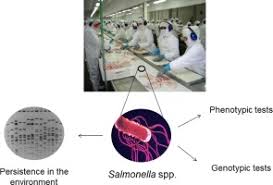 Enterica is the type species and is further divided into six subspecies that include over 2. Environmental Persistence And Virulence Of Salmonella Spp Isolated From A Poultry Slaughterhouse Sciencedirect