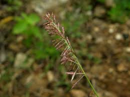 Image result for Harpachne schimperi