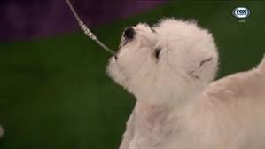 A pekingese was crowned best in show sunday for just the 5th time in the 145 year history of the. M1ewkgowv2qzsm