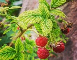 Image result for Rubus