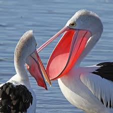 Bird With Big Mouth Big Mouth Bird Beautiful Birds Pet Birds Animals