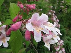 Image result for Kolkwitzia amabilis