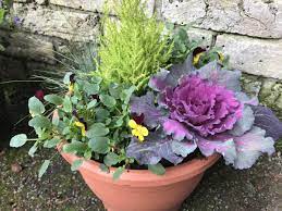 There are plenty of plants for patios in winter. Create The Perfect Winter Pots The Northern Echo