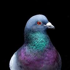 Iridescence Pigeon Bird Pigeon Pet Birds