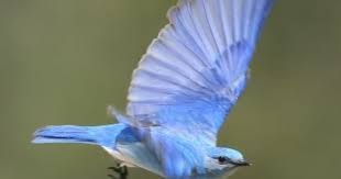 الطائر الازرق blue bird birds flying beautiful birds