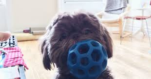 14 Best Dog Toys And Chew Toys For All Breeds And Sizes 2018 The Strategist New York Magazine