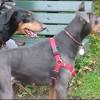 Doberman kennel, doberman puppies, european dobermans, european doberman puppies and adults, stud service, schutzhund. 1