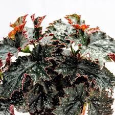 Image result for Begonia poculifera
