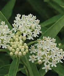 Asclepias Incarnata Ice Ballet Asclepias At Burpee Com Asclepias Incarnata Drought Resistant Plants How To Attract Hummingbirds