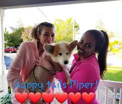 These long island shelter dogs are looking for forever homes. Happy Tails Our Best Friends Rescue