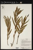 Image result for Asclepias buchwaldii