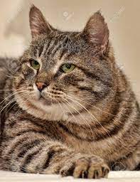 Fat Tabby Cat European Shorthair Stock Photo Picture And Royalty Free Image Image 51736552