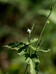 Image result for Priva flabelliformis