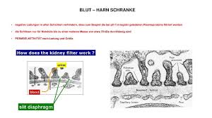 Sie entscheidet welche moleküle in das harnsystem kommen und welche nicht. Harnsystem Harnbereitung And Ableitende Harnwege Ppt Herunterladen