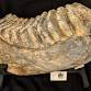 Fossil Fest
