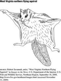 Handbook of nature study p. 21 Flying Squirrel Ideas Flying Squirrel Squirrel Animals