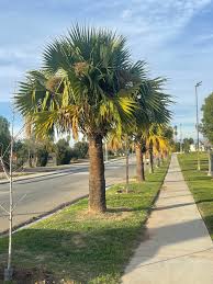 Image result for Sabal domingensis