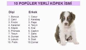 2021 En Guzel Yavru Kopek Isimleri