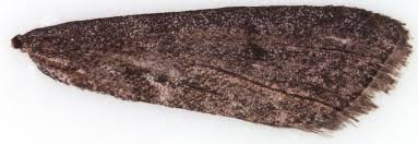 Image result for Pyla fusca