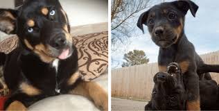 11 Crazily Cute Rottweiler Mixes You Have To Check Out Now