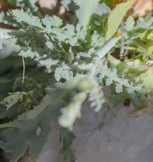 Image result for Launaea