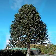 My good friend saul is a luthier, a man who works with exotic woods. 25 30cm Araucaria Araucana Monkey Puzzle Tree In A 13cm Pot Strong Plant Plants From Gardeners Dream Uk