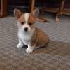 Minnesota corgi breeder bejay's pemproke welsh corgis is a family raised corgi breeder in southwest minnesota. 1