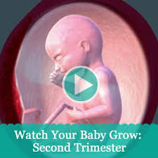 Pin On All Things Pregnancy